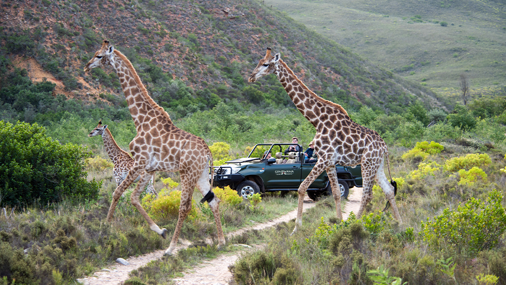 One Travel Safari Geraff
